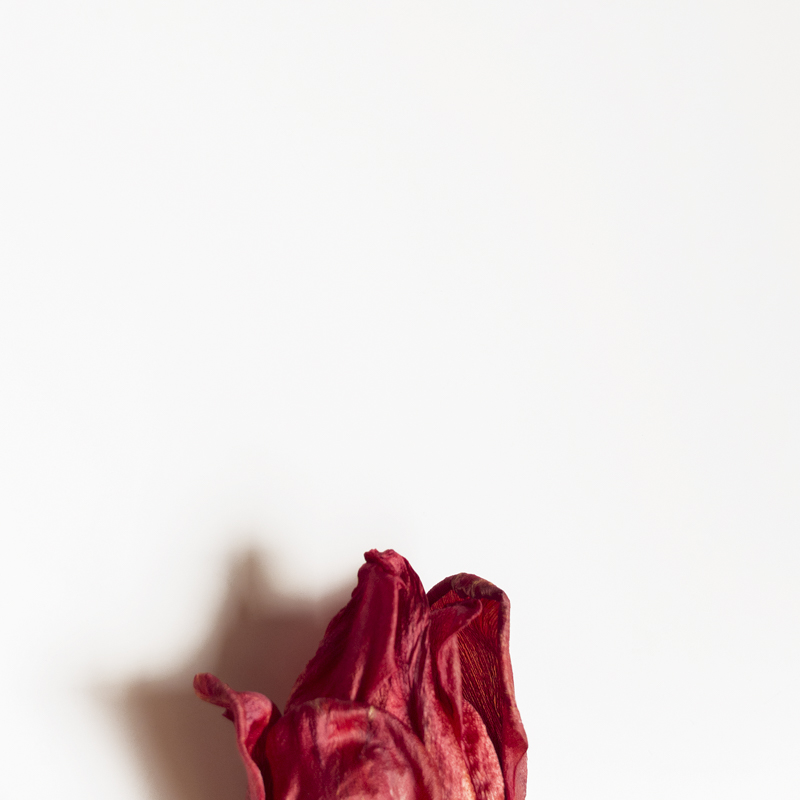 Parte superior de un tulipán rojo marchito con amplia zona vacía.