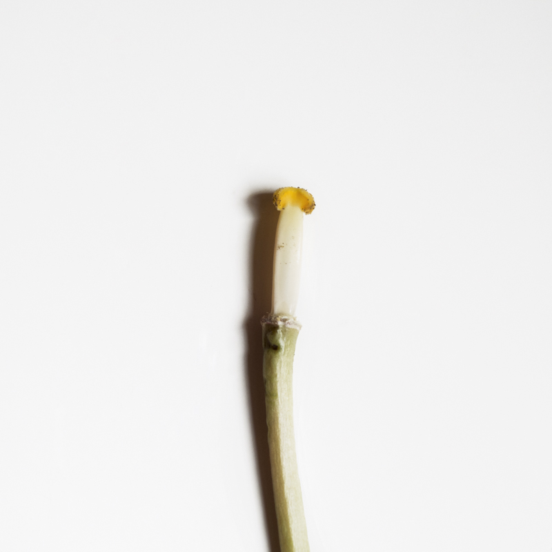 Pistilo blanco y amarillo aislado sobre fondo blanco