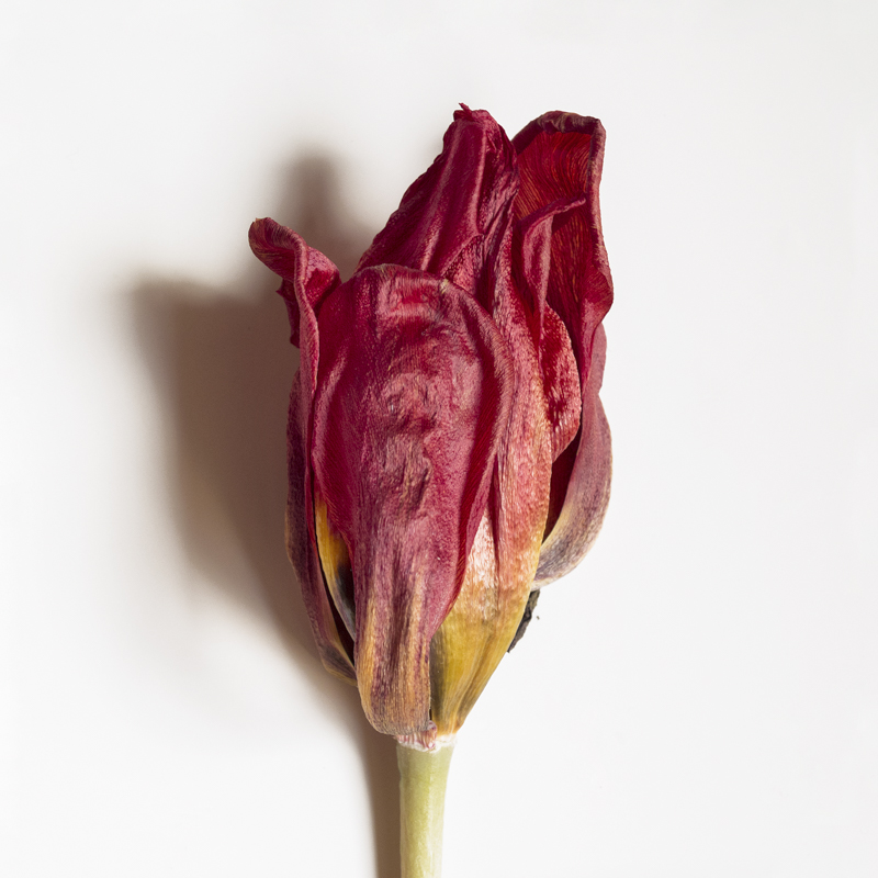 Tulipán rojo marchito, cerrado, sobre fondo blanco