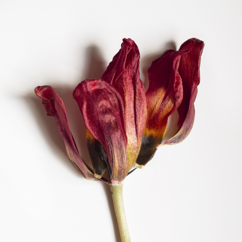 Tulipán rojo marchito, parcialmente abierto, sobre fondo blanco