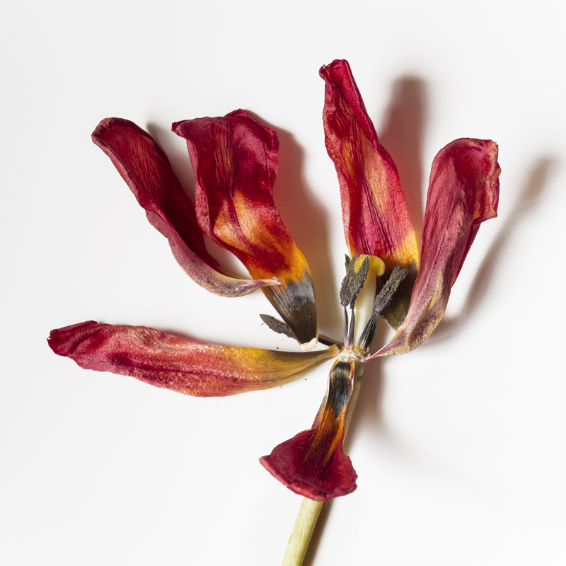 Tulipán rojo deshecho, con pétalos abiertos y estambres visibles