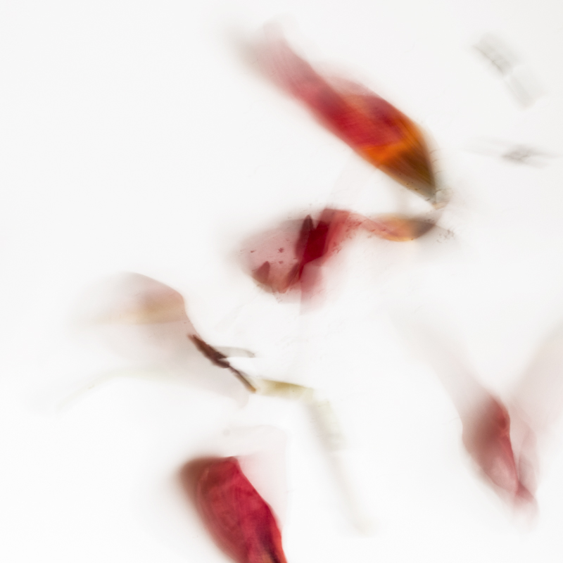 Pétalos y fragmentos de la flor en movimiento sobre fondo blanco