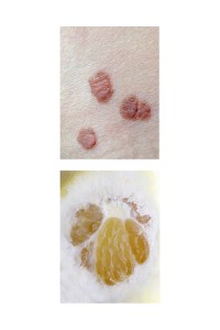 fragments-mireia-alises